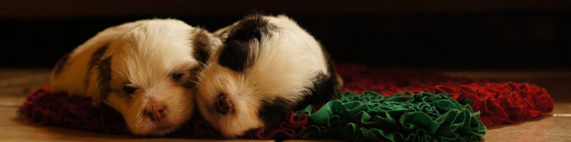 �y�b�g���Ƒ��̈�� | �y�b�g�ی��́y�A�C�y�b�g���Q�ی��z���T�C�g